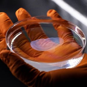 Modell eines menschlichen Ohrs, gedruckt in einem Gelatine-basierten Harz. (Bild:  LAPD EPFL)
