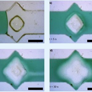 Abb.2: Chemomechanische Schließkomponente auf Basis von Hydrogelen. Dieses Bauelement schließt durch Quellen des aktiven Polymers einen Ventilsitz in exakt 30 s (Maßstab 500 µm).