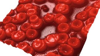 Rasterkraftmikroskopie-Aufnahme von Roten Blutzellen (Empa)