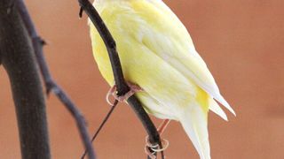 Hormone steuern den Gesang des Kanarienvogels. (Bild: MPI f. Ornithologie/ S. Seltmann)