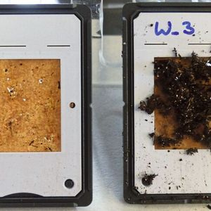 Abb. 3: Unbeschichtetes Papier nach ein bis drei Wochen (rechts: frisch aus der Erde, links: gereinigt zur Bewertung). (Bild:  © Fraunhofer ISC)
