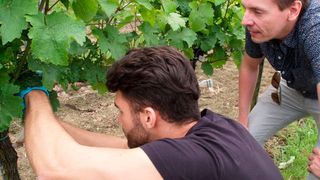 Dr. Frederik Wurm (rechts) und Thiago Machado (Links) bereiten die Reben für die Injektion ihres Nano-Wirkstoffes vor. (© MPI-P )