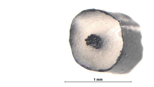 Die Mikroskopie-Aufnahme der gedruckten Muskelfaser zeigt ihre Struktur.(Bild:  Empa)