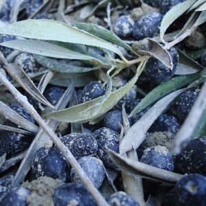 Oliven nach der Ernte.