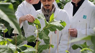 Dr. Jürgen Drossard, Dr. Thomas Rademacher und Dr. Stefan Schillberg (v.l.n.r.) gelang es, Wirkstoffe in transgenen Pflanzen und Pflanzensuspensionszellen herzustellen.  (Bild: Dirk Mahler)