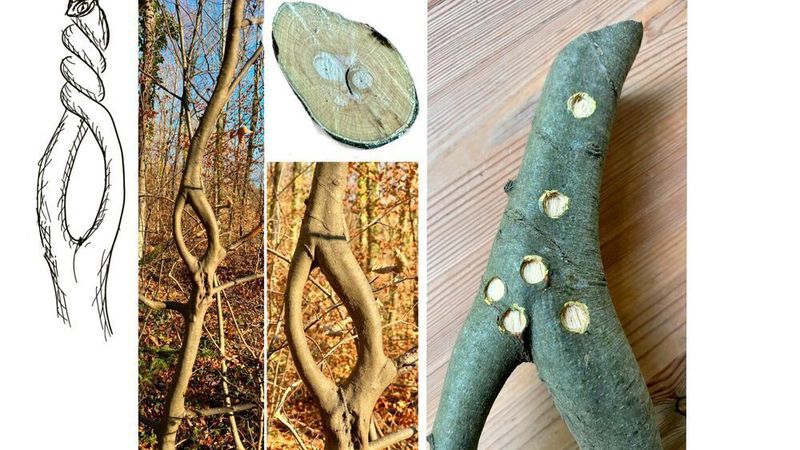 PLatz 5: Fasern in natürlichen Faserverbunden folgen in der Regel dem Verlauf der Hauptspannungstrajektorien, also dem Kraftfluss. Das muss von außen nicht immer erkennbar sein, wie die Formoptimierungsexperten vom KIT hier am Beispiel einer Baumverschweißung zeigen. (Bild: Mattheck)