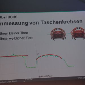 Die Größenmessung von Taschenkrebsen ermöglicht die Rückführung kleiner und weiblicher Tiere.