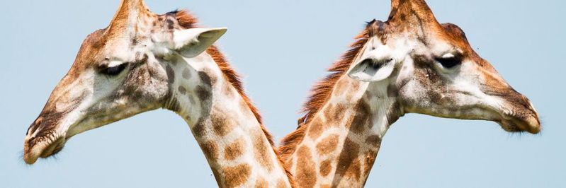 2019 steht ganz im Zeichen des Digitalen Zwillings. (Bild:   / CC0)