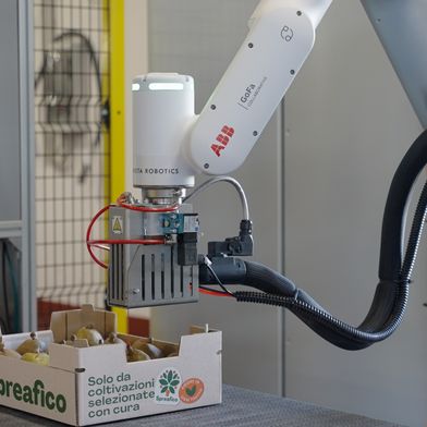 Die italienische Obstgenossenschaft OP Kiwi Sole nutzt zur Qualitätssicherung eine intelligente, KI-gestützte Automatisierungslinie, die mit ABB-Cobots ausgestattet ist. (Bild: ABB Robotics)