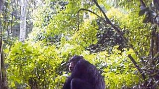 Schimpanse im Dschungel: Die Forscher verwendeten Kotproben als nicht-invasive Methode, um genetisches Material zu gewinnen, ohne die Schimpansen zu stören. (Bild: MPI-EVA PanAf)