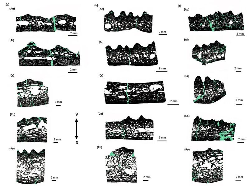 Dünnschliffbilder von Metoposaurus-Zwischenschlüsselbeinen: - Der Maßstabsbalken an der Seite dient zum Vergleich der Dicke an verschiedenen Stellen im Inneren. D steht für dorsal (nach hinten) und V für ventral (zum Bauch hin). 
