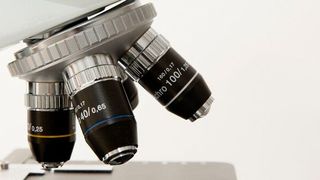 Eine KI soll Fachleute dabei unterstützen, mikroskopische Aufnahmen zu analysieren. (Bild: gemeinfrei)