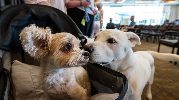 Les grands chiens ont tendance à vieillir plus vite que les petits. Nous savons désormais pourquoi. Une nouvelle étude menée par des chercheurs de l'université d'État de l'Arizona apporte la première explication moléculaire convaincante à la durée de vie plus courte des grands chiens : la réponse résiderait peut-être dans la manière dont les marqueurs du vieillissement modifient l'ADN canin.(Source : Charlie Leight, Université d'État de l'Arizona)