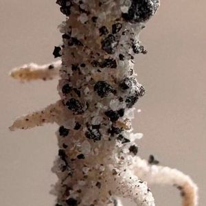 A Chickpea root establishes in sharp, glass-like lunar regolith simulant, illustrating one of the major physical challenges for growing crops beyond Earth. (Source:  Jessica Atkin)
