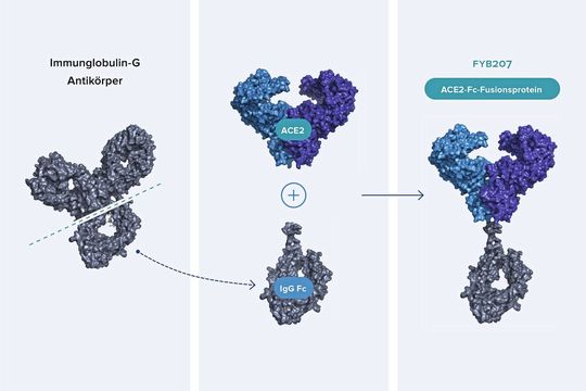 Das Fusionsprotein FYB207 enthält den Teil des ACE2-Proteins, den das Virus zum Andocken braucht sowie einen Teil des menschlichen Immunglobulins IgG4. Indem es die Spike-Proteine des Virus blockiert, unterbindet FYB207 im Zellkulturversuch die Infektion zuverlässig.(Bild:  Formycon AG)