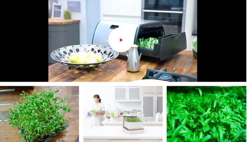 EBV Iot Hero Tip Crop Oasis: Pflanzen, etwa Kräuter, lassen sich in der Wohnung unter idealen Wachstumsbedingungen ziehen. (Tip Crop)