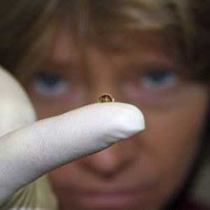 3D-Life-Hydrogel von Cellendes: Geeignet für das Erforschen von Arzneimittelwirkungen in präklinischen zell-basierten Screenings.