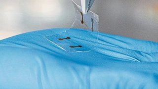 Aus einem Gemisch aus Indium- und Zinnoxid (ITO) haben Forscher ein dünnes und flexibles Touchscreen entwickelt. (Bild: RMIT University)