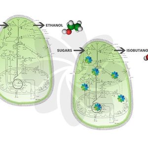Brett Lund, EVP & General Counsel of Gevo, explains the newly patented technology “We used synthetic biology to reprogram the yeast to make isobutanol instead of ethanol. In other words, we changed the yeast so that it makes what we want instead of what it wants.” 
