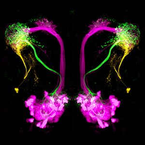 (Bild: Antonia Strutz, MPI chem. Ökol.)