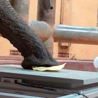 Forscher aus Stuttgart haben untersuchen, ob man die „Technik“ hinter haarigen Elefantenrüssel, die als sensibles Greifsystem funktionieren, auch in der Robotik nutzen kann. (Bild: Zoo Magic)