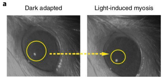 Pupillary constriction behavior of blind rats injected with nanoparticles in darkness and light. In light, the pupil of blind rats injected with nanoparticles is restricted as it is with the pupils of sighted rats. (University of Granada)