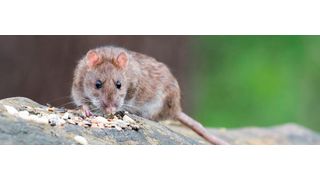 Ratten und andere Nagetiere können Träger gefährlicher multiresistenter Keime sein. Das hat eine aktuelle Studie an Großstadt-Ratten aus Wien gezeigt. (Symbolbild) (gemeinfrei)