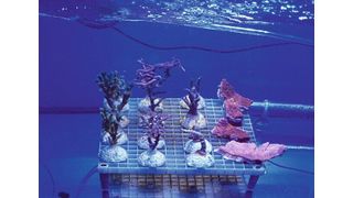 In der Meerwasseranlage des ZMT wurden vier verschiedene Korallenarten Mikroplastik ausgesetzt. (Florian Hierl, ZMT)