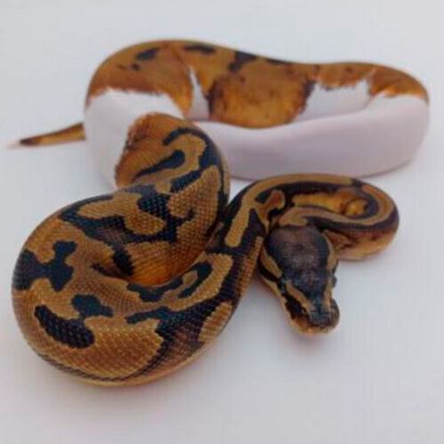 The piebald snake.
