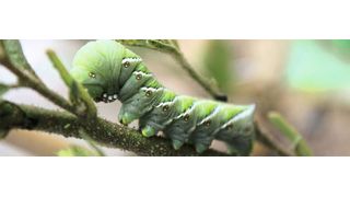 Nachdem eine Pflanze des Wilden Tabaks (Nicotiana attenuata) von einer Raupe des Tabakschwärmers befallen wurde, wartet sie einige Tage ab – erst dann setzt sie ihre chemische Verteidigung in Gang. (Pia Backmann)