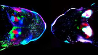 Cortical spontaneous activity at birth in a control mouse (left) and a mouse where retinal waves were blocked by carbenoxolone injection into the eye (right). (Source: Instituto de Neurociencias (IN, CSIC-UMH))