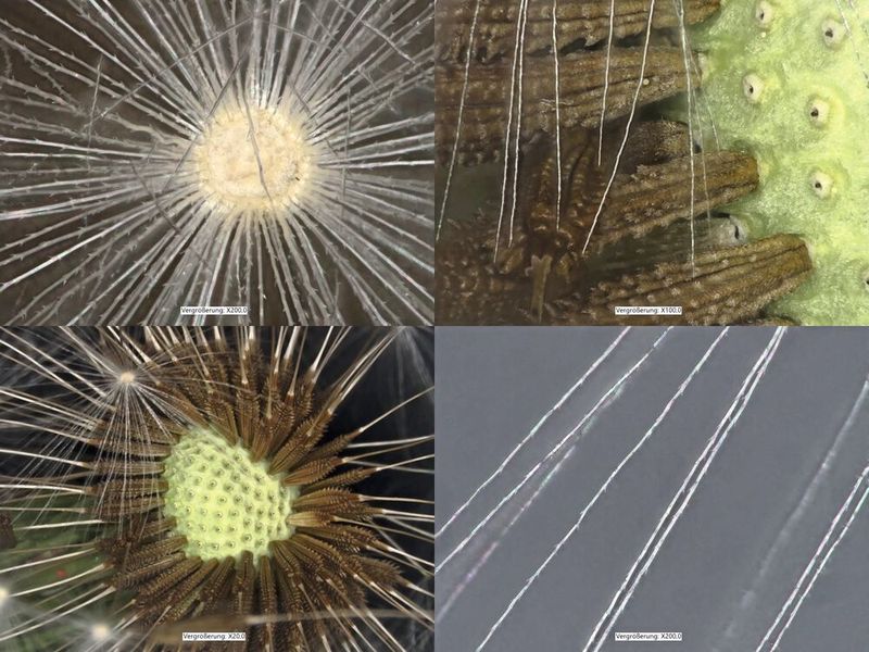 Natur in Nahaufnahme: Biologische Proben wie diese Pusteblume zeigen oft interessante Mikrostrukturen. So sind bei 20-facher Vergrößerung die Zacken an den Samen sichtbar. Bei Zoomfaktor 200 sind auch mikroskopisch kleine Borsten an den feinen, hellen Härchen der Pusteblume zu erkennen. (Bild: VCG – aufgenommen mit Keyence VHX-X1 Digitalmikroskop)