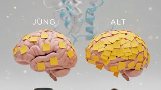 Die Ubiquitylierung (Prozess, der Proteine markiert und somit Aktivität und Abbau steuert) unterliegt im alternden Gehirn drastischen Veränderungen. Gleichzeitig verliert der proteasomale Abbau an Wirksamkeit. Das führt zur Anhäufung markierter Proteine. (Bild: Grafik: FLI / Kerstin Wagner; KI-generiert mit Google Gemini)