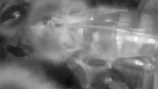 Eine schlafende Biene (Ausschnitt): Die Aufnahme stammt aus einem Bienenstock und wurde mit einem Endoskop bei Infrarotlicht gemacht. (Bild: Foto: Hobos-Team)