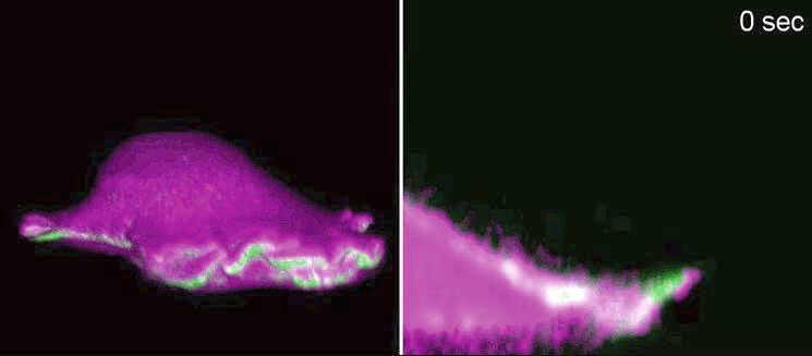 Eine Bindegewebszelle einer Maus bewegt sich mit „Scheinfüßchen“ vorwärts – Ansicht von der Seite, links in 3D, rechts im Querschnitt mit Zoom in die Scheinfüßchen. Durch die Krümmung der Zellmembran am Ansatz der Scheinfüßchen lagern sich IBAR-Proteine (pink) an. Dadurch kann die Zelle das Protein Aktin (grün) lokal aufbauen, und die Scheinfüßchen wachsen erneut aus. Mit Lichtblattmikroskopie stellten die Forscher die winzigen Strukturen dreidimensional dar. Die Scheinfüßchen haben eine Höhe von 100 bis 200 Nanometern. (Isabell Begemann, Milos Galic)