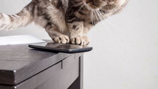 Kurioses, Tierisches, Nachdenkliches oder einfach nur unnützes Wissen – die Rand-Notiz zum Wochenende. (© koldunova - stock.adobe.com)