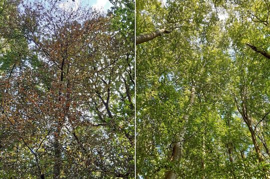 Ein ungleiches Paar: benachbarte Buchen im hessischen Kelkheim-Eppenhain. Während einer der Bäume gesund ist (r.), hat der andere starke Dürreschäden davongetragen (l.). Ein ungleiches Paar: benachbarte Buchen im hessischen Kelkheim-Eppenhain. Während einer der Bäume gesund ist (r.), hat der andere starke Dürreschäden davongetragen (l.).