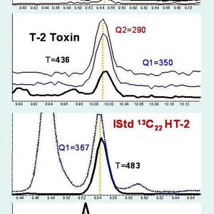 4		SIM-Chromatogramme (T = Target; Q = Qualifier) der Zielanalyten und voll 13C-markierten internen Standards in einer gering belasteten Gerstenprobe (HT-2 Toxin: 5,3 µg/kg; T-2 Toxin: 2,4 µg/kg).
