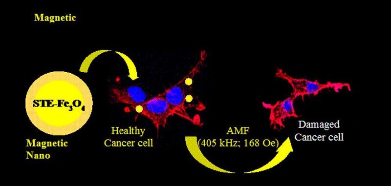 Researchers showed that coating the nanoparticles with stevioside not only improved the cellular uptake of the nano-magnets in glioma C6 cancer cells but also enhanced its retention time. (INST)