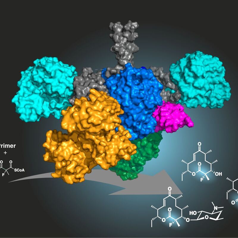 Wissenschaftler der Goethe-Universität haben ein Enzym erzeugt, das über mehrere nacheinander ausgeführte Reaktionen fluorierte Antibiotika herstellen kann. Zur Veranschaulichung sind die unterschiedlichen Bereiche des Hybrids, die hierbei zusammenwirken, in verschiedenen Farben dargestellt.
