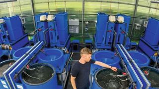 In der Fischzuchtanlage des IGB testet Christopher Shaw verschiedene Futtermittel. (Bild: David Ausserhofer, IGB)