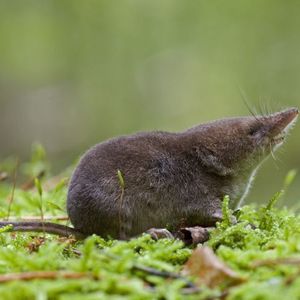 (© MPI f. Ornithologie/ J. Lazaro)