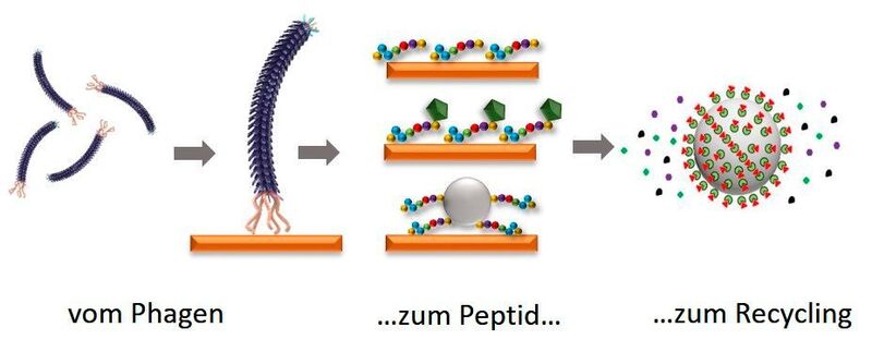 Elektronik-Recycling durch Einsatz von Phagen: Mit Peptiden (Mitte oben) lassen sich strategisch wichtige Rohstoffe wiedergewinnen. Um diese Protein-Bruchstücke für jedes Zielmaterial (orange) gezielt anfertigen zu können, setzt die Nachwuchsgruppe BioKollekt am HZDR auf Bakteriophagen – Viren, die gezielt Bakterien befallen (links). Gebunden an ein Trägermaterial (rechts), angeln die Peptide das gewünschte Metall aus einer Lösung. (Franziska Lederer, HZDR)