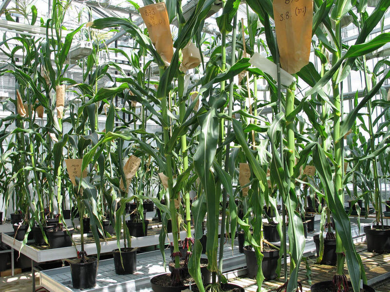 In den Gewächshäusern des Wissenschaftszentrums Weihenstephan wird die Schädlingsresistenz von Mais durch „Smart Breeding“ erhöht.  (Bild: Alfons Gierl / TUM)