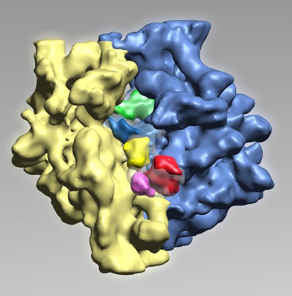 Das Ribosom besteht aus zwei Untereinheiten (gelb und blau). Das Kontrollprotein Tu (rot, violett und gelb) liefert gerade eine mit einer Aminosäure beladene Transfer-RNA (t-RNA, blau) ans Ribosom. Daneben hat eine weitere t-RNA (grün) gebunden.  (Bild: H. Stark, MPI Göttingen)