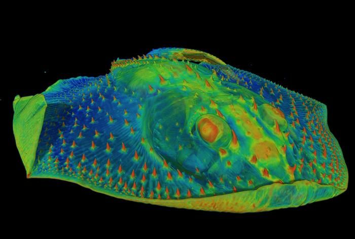 Zahnschmerzen und Urzeitfische  Zahnschmerzen durch etwas Kaltes? Daran sind urzeitliche Fische schuld! Eine Studie der University of Chicago enthüllt neue Erkenntnisse über die Evolution von Zähnen bei urzeitlichen Fischen. Demnach entstand Dentin –das innere Gewebe der Zähne – ursprünglich als sensorisches Gewebe in den gepanzerten Exoskeletten früher Fische. Bisher glaubte man, Zähne seien aus den buckligen Strukturen dieser Rüstungen hervorgegangen, aber ihr ursprünglicher Zweck war unklar.  Das Bild zeigt einen CT-Scan der Vorderseite eines Rochens, der die harten, zahnähnlichen Dentikel auf seiner Haut zeigt (in Orange dargestellt).  Die Ergebnisse belegen, dass diese Strukturen in einem frühen Wirbeltierfisch des Ordoviziums vor etwa 465 Millionen Jahren Dentin enthielten und dem Tier möglicherweise halfen, Umweltbedingungen im Wasser wahrzunehmen.  Hier gehts zur Originalmeldung Wissenschaftsbild des Tages vom 27.5.2025  (Bild: Yara Haridy)