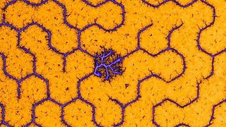 Labyrinth aus kondensierten DNA-Molekülen. (G. Pardatscher / TUM)