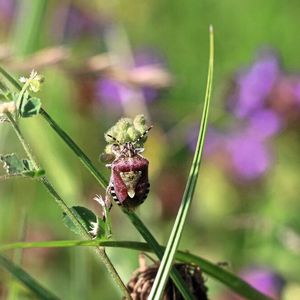 Die Beerenwanze (Dolycoris baccarum) ist eine der weniger Arten, die bisher kaum zurückgegangen sind. Andere Arten sind im untersuchten Zeitraum auf einzelnen Flächen schon ganz verschwunden. 