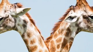 2019 steht ganz im Zeichen des Digitalen Zwillings.  (Bild: Pixabay)