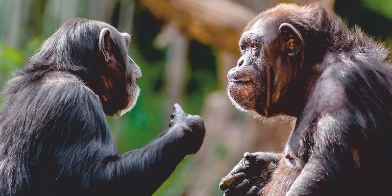 Eine aktuelle Studie ergab: Die Architektur für komplexe Kommunikation existierte bereits beim gemeinsamen Vorfahren von Menschen und Schimpansen. (Symbolbild)(Bild: ©  Patrick Rolands - stock.adobe.com)